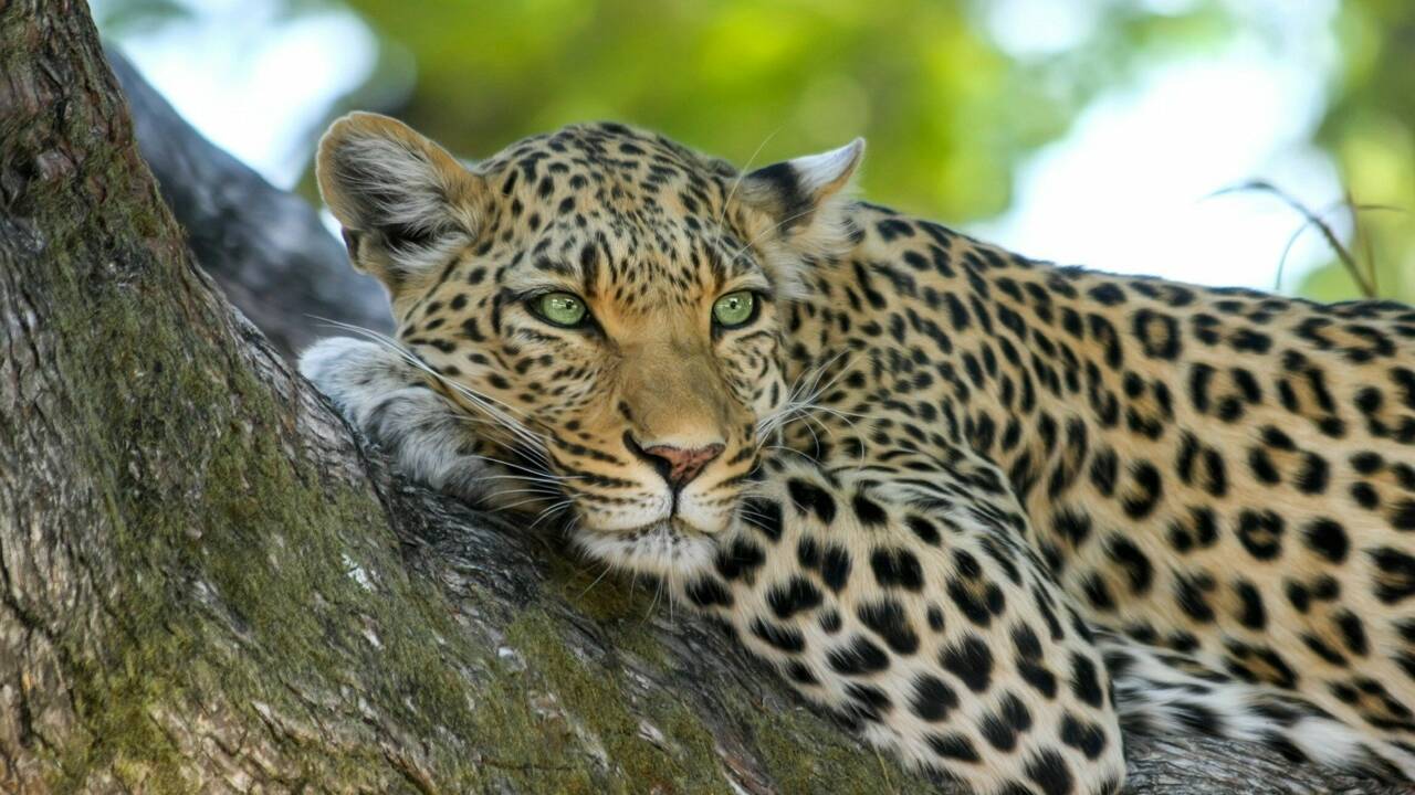 Léopard, jaguar, guépard : comment les différencier ?