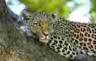 Leopard, jaguar, cheetah: how to distinguish them?