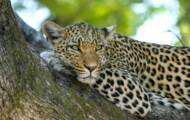 Leopardo, jaguar, guepardo: ¿cómo distinguirlos?