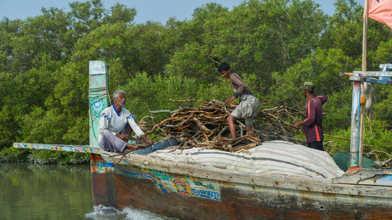 Pakistan: un gigantesque projet immobilier menace les "bébés mangroves" à Karachi