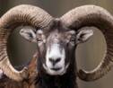 Confinement: la chasse au mouflon suspendue en Lozère par la justice