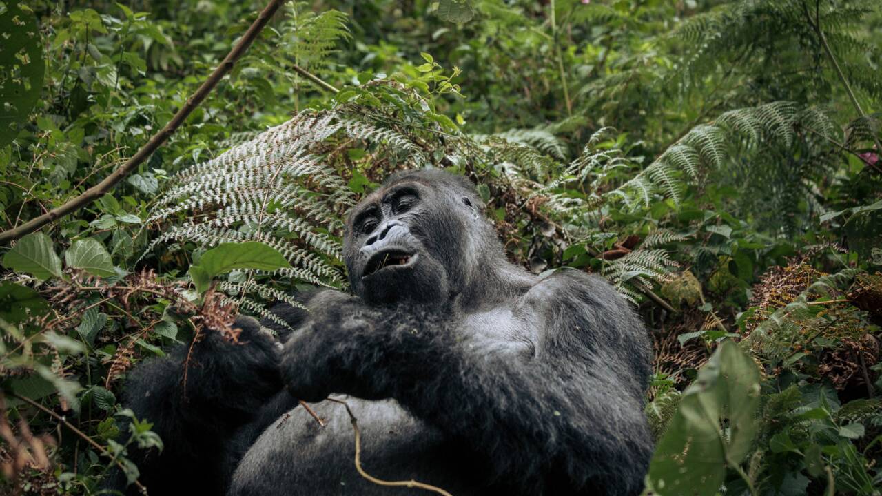 Emoi en RDC à la suite d'un reportage sur les gorilles du Rwanda