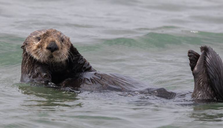 Des Photographes Surprennent Une Loutre Mordiller Un Requin En Californie Geo Fr