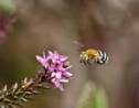 Découvrez la première carte des espèces d'abeilles dans le monde