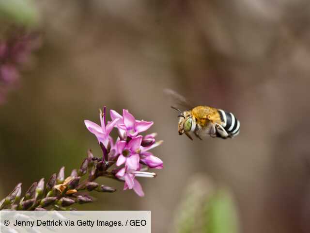 Decouvrez La Premiere Carte Des Especes D Abeilles Dans Le Monde Geo Fr