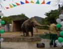 Pakistan: fête d'adieux pour un éléphant maltraité transféré au Cambodge
