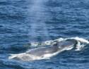 Les baleines bleues montrent un retour encourageant en Géorgie du Sud 