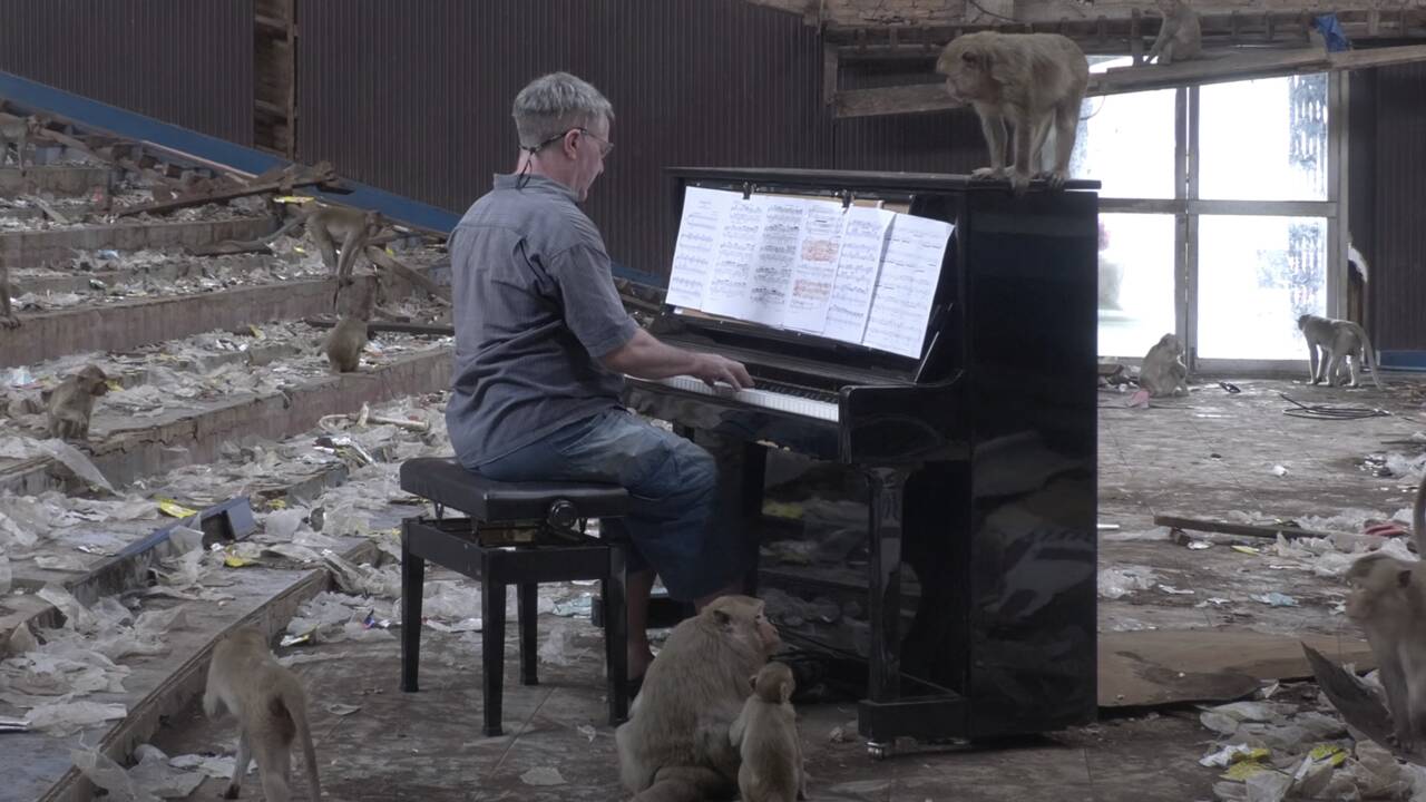 Thaïlande : pour calmer des singes affamés, il leur joue du piano