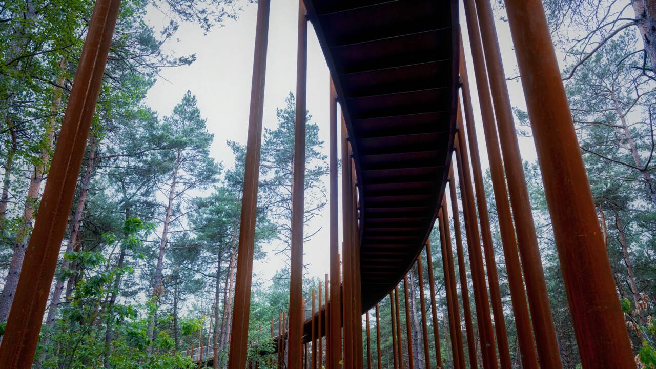 Belgique : une piste cyclable pour "pédaler dans les arbres" au beau milieu d'une forêt