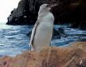 Equateur : un "rare" manchot blanc découvert dans l'archipel des Galapagos