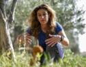 A Chypre, le changement climatique menace la culture millénaire des oliviers