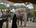 L'éléphant maltraité du Pakistan va être transféré en avion au Cambodge
