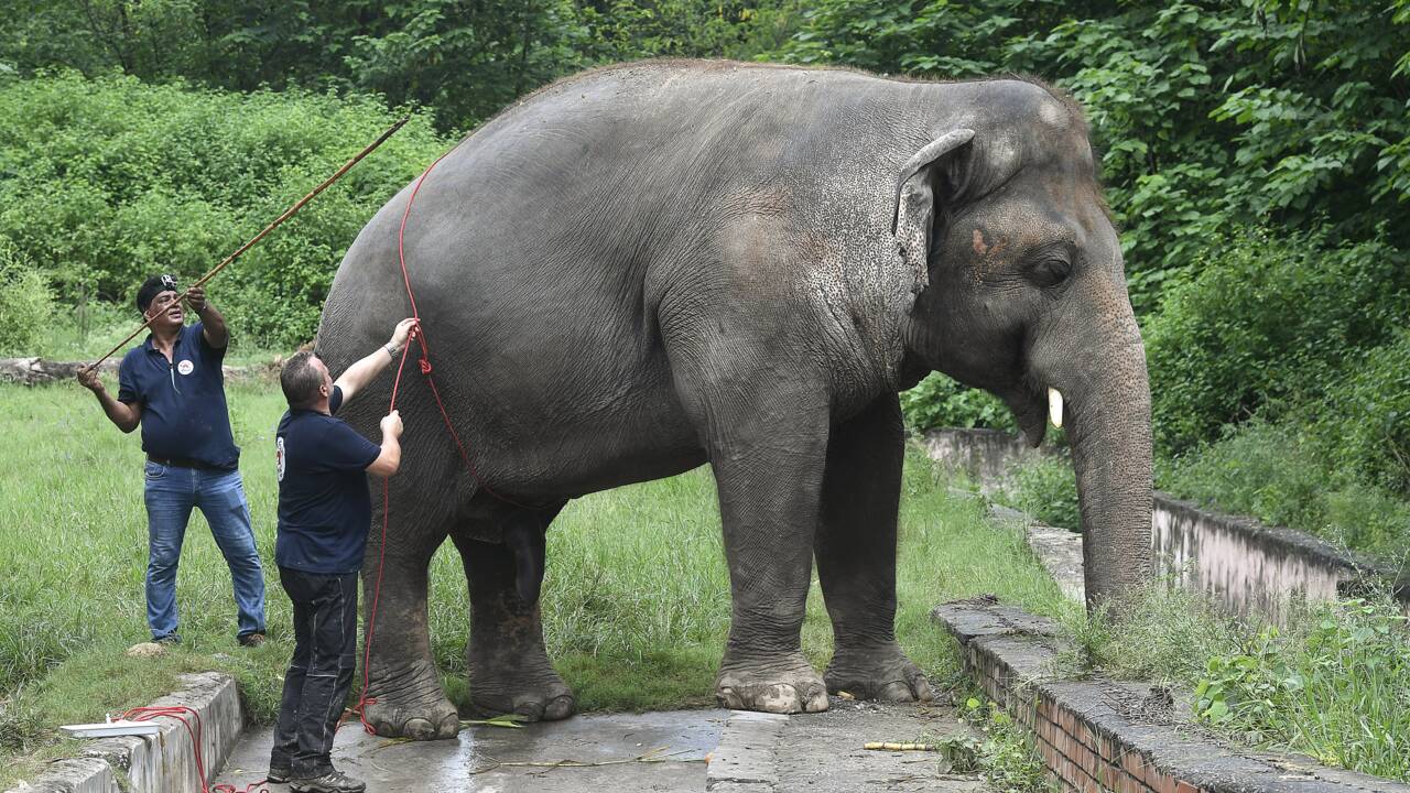 La chanteuse Cher accueille au Cambodge l'éléphant maltraité du Pakistan