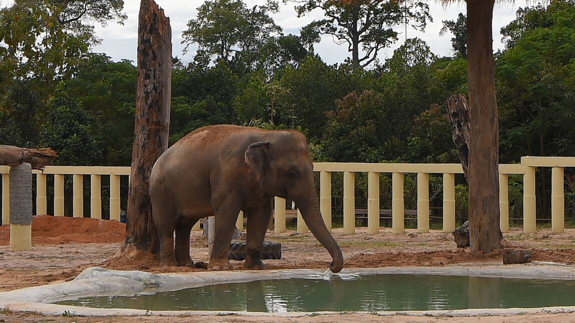 Cambodge: "l'éléphant le plus seul au monde" renoue avec ses congénères