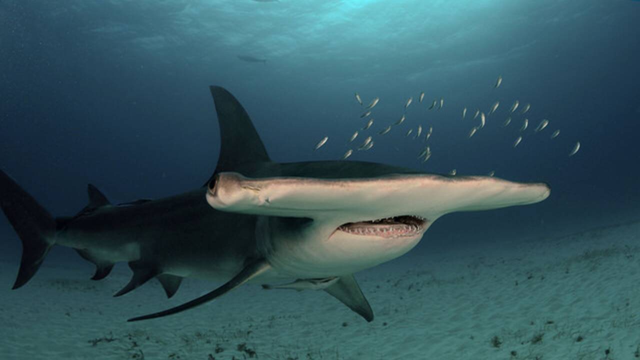 Australie : attaqué par un requin, un plongeur filme leur combat