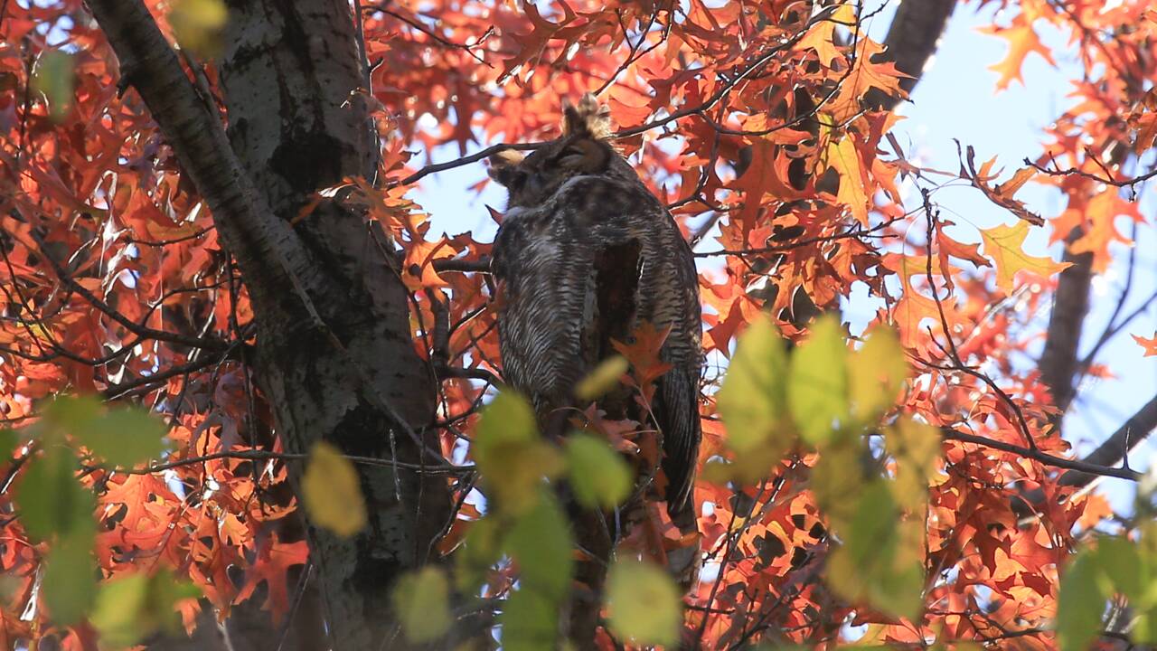 L'observation des oiseaux à Central Park, rare loisir en temps de Covid