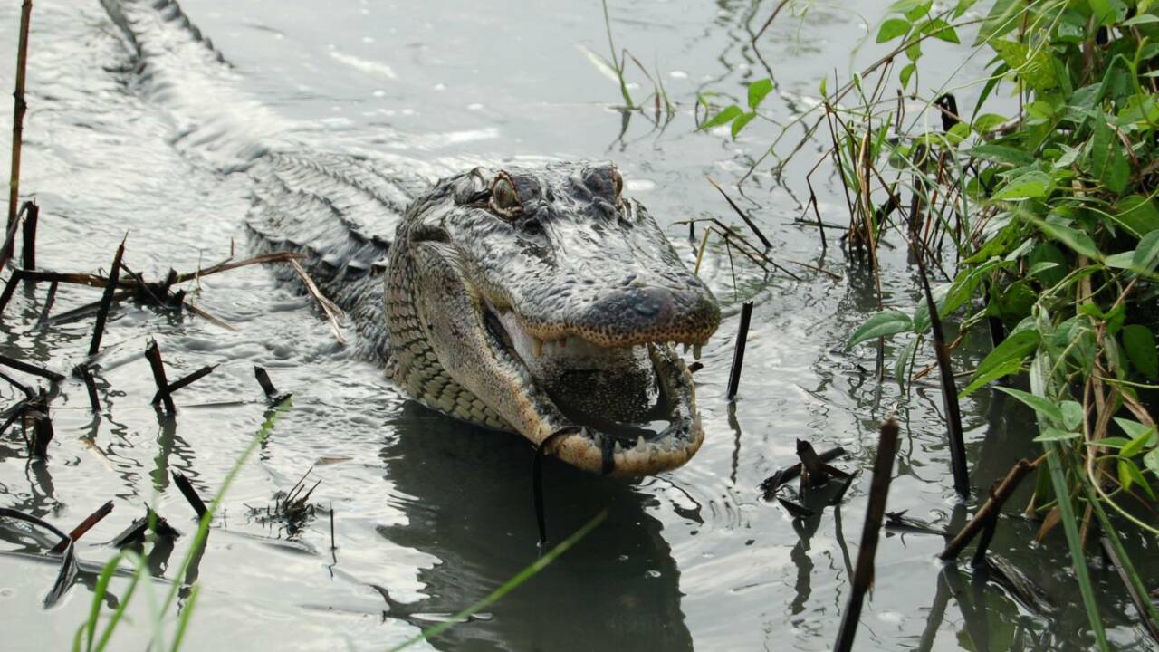 Comme les lézards, ces alligators sont capables de faire repousser leur queue 