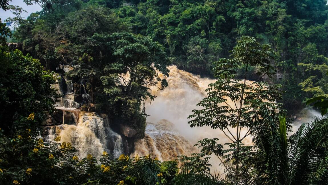 Protection des forêts tropicales : Le gouvernement congolais suspend 12 contrats forestiers illégaux