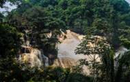 Proteção das florestas tropicais: governo congolês suspende 12 contratos florestais ilegais