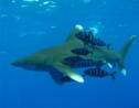 Egypte : violemment attaquée par un requin, une touriste sauvée par son moniteur de plongée