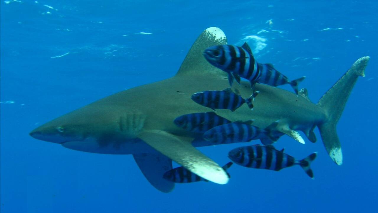 Egypte : violemment attaquée par un requin, une touriste sauvée par son moniteur de plongée