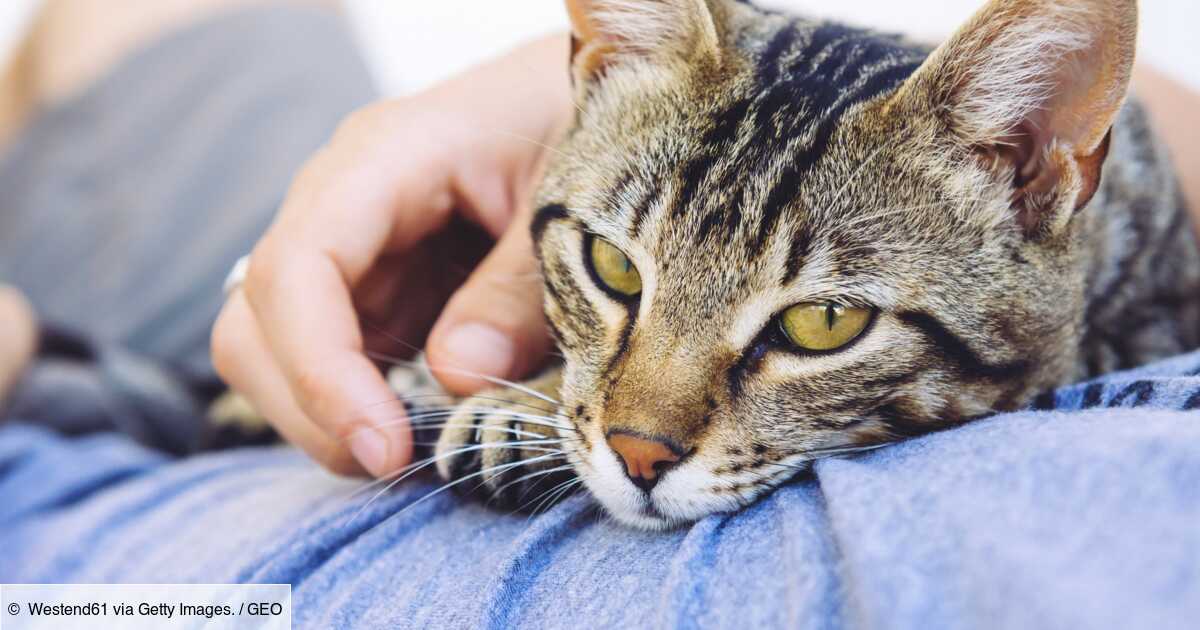 rencontre animaux domestiques