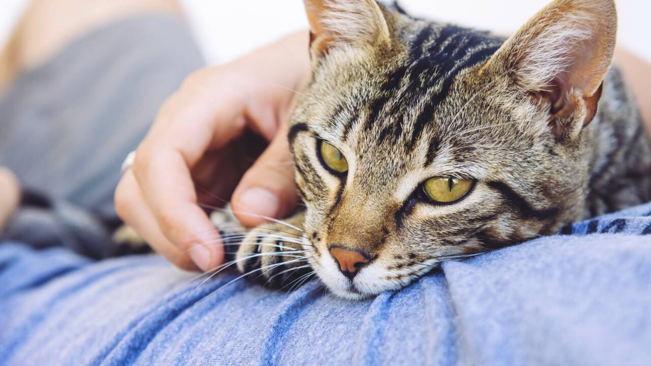 Manque de contact physique : les animaux de compagnie peuvent sauver des vies