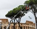 A Rome, un suceur de sève venu d'Amérique à l'assaut des pins parasols
