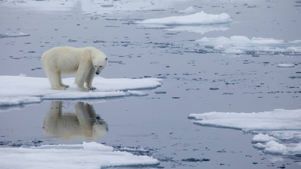 L'Arctique a connu l'une de ses années les plus chaudes