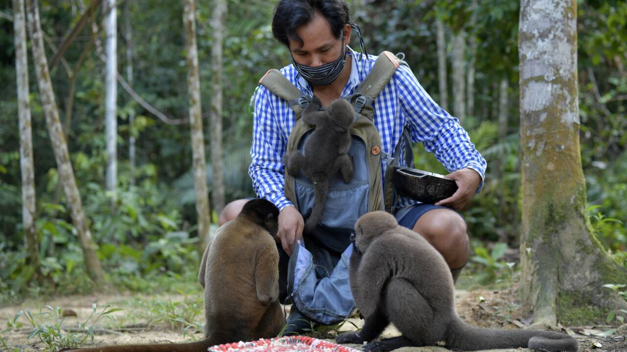 Dans la jungle d'Amazonie, un Amérindien recueille les singes orphelins