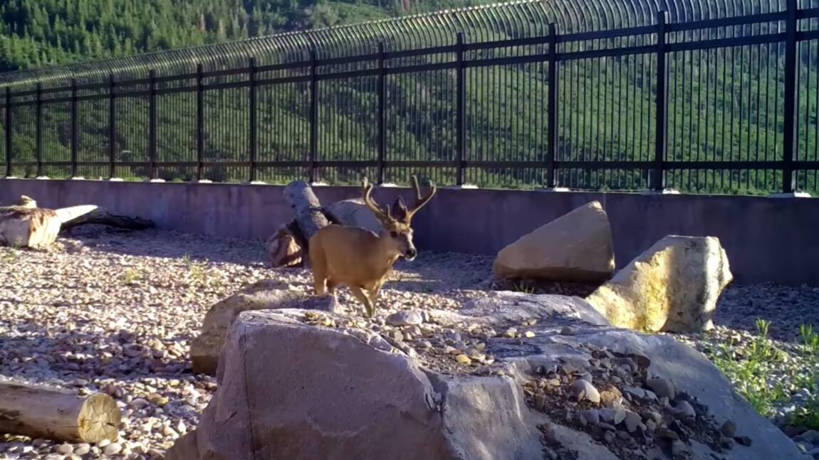 Deux ans après, ce pont construit pour la faune sauvage dans l'Utah est un succès