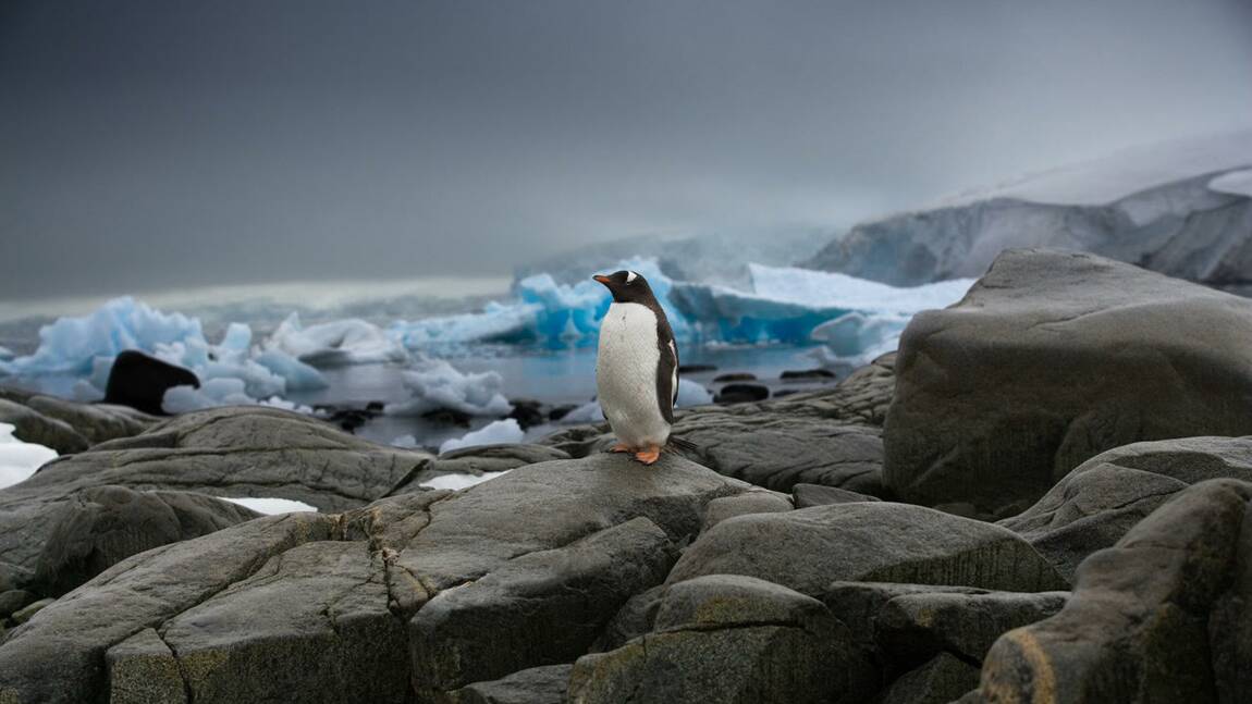 Sebastian Copeland, le photographe aventurier qui conjugue Antarctique et urgence climatique