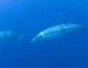 Mexique : une nouvelle espèce de baleines à bec découverte au large de la Basse-Californie ?