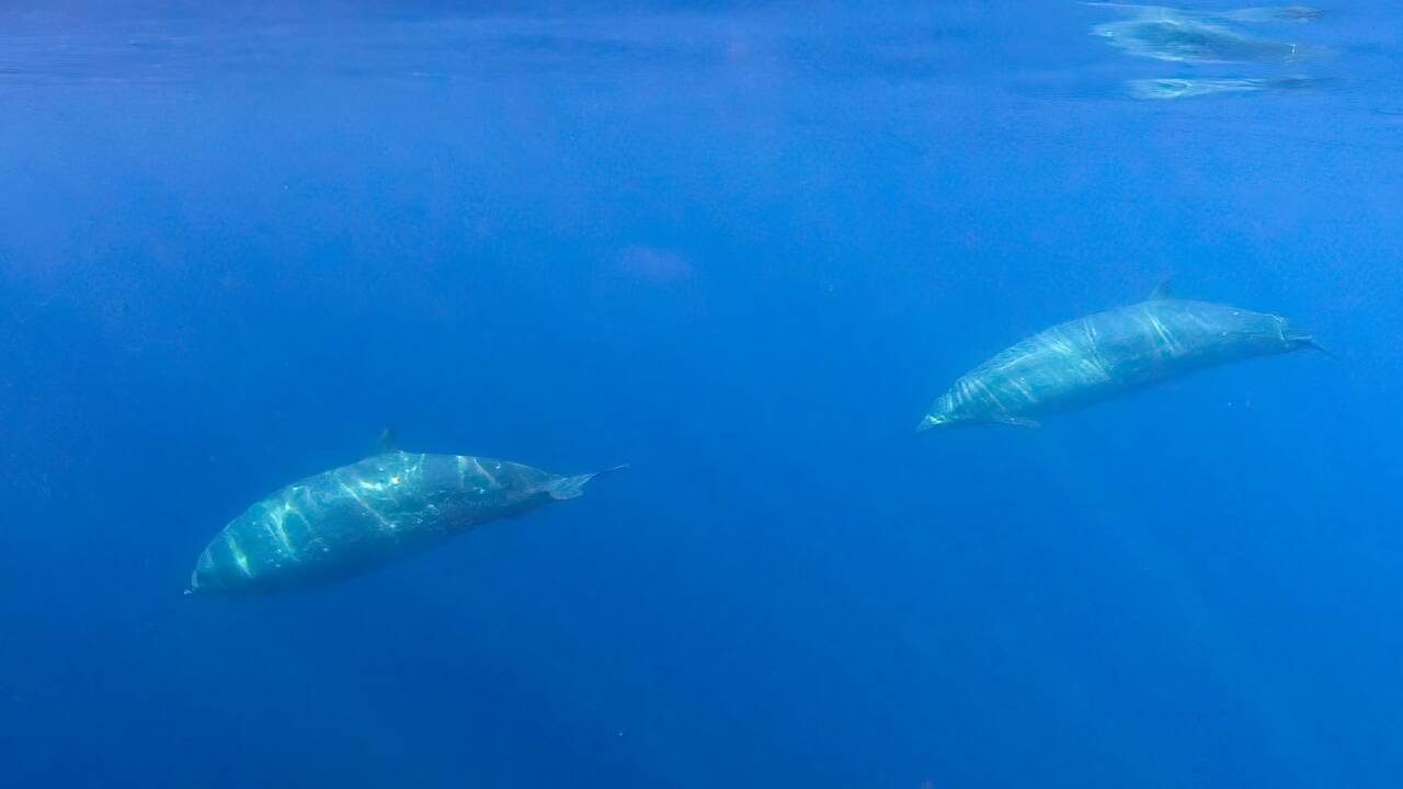 Mexique : une nouvelle espèce de baleines à bec découverte au large de la Basse-Californie ?