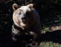 Pyrénées: l'ours Cachou a été empoisonné et le suspect principal est un garde forestier