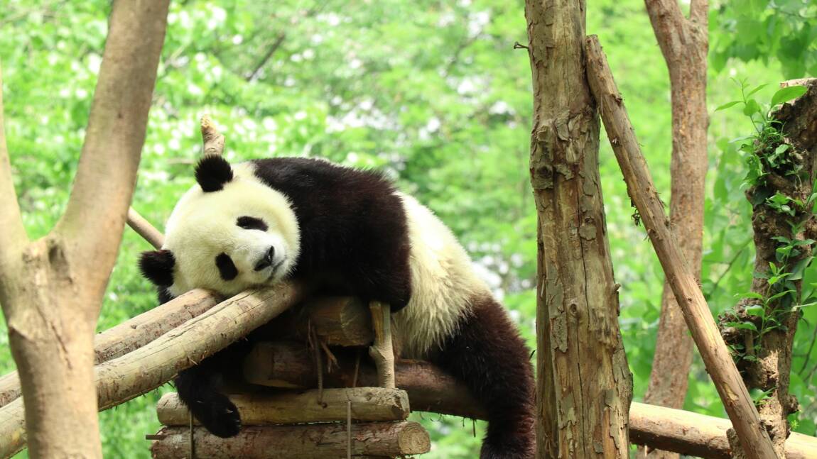 Une étude dévoile pourquoi les pandas aiment se rouler dans le crottin de cheval
