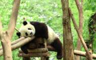 Study reveals why pandas love to roll in horse dung