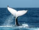 Un photographe immortalise une baleine à bosse dans la baie de New York