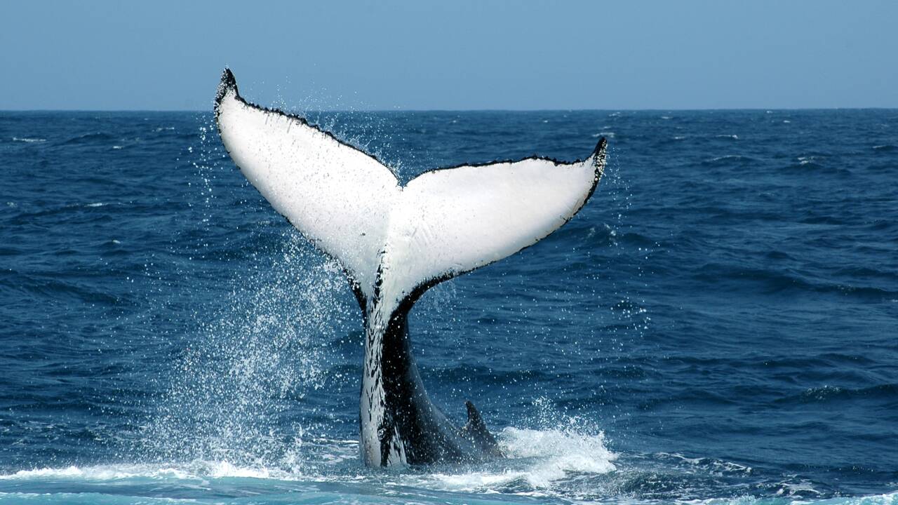 Un photographe immortalise une baleine à bosse dans la baie de New York