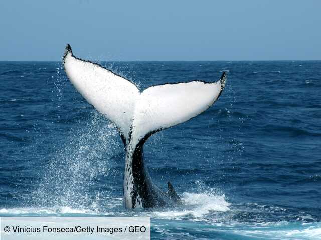 Photographer captures humpback whale in New York Bay