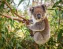L'Australie lance une vaste opération pour recenser sa population de koalas