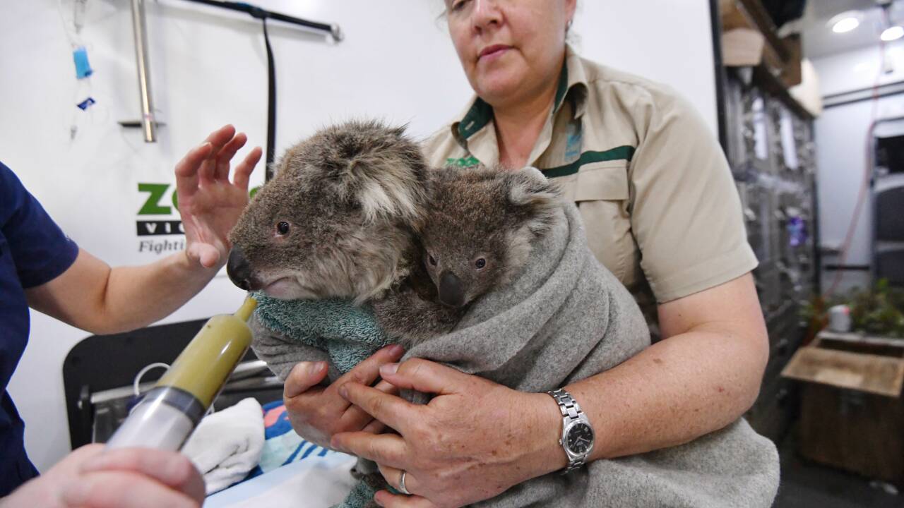 L'Australie lance une vaste opération pour recenser sa population de koalas