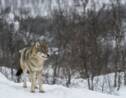 Une caméra filme trois loups dans une station de ski de Haute-Savoie 