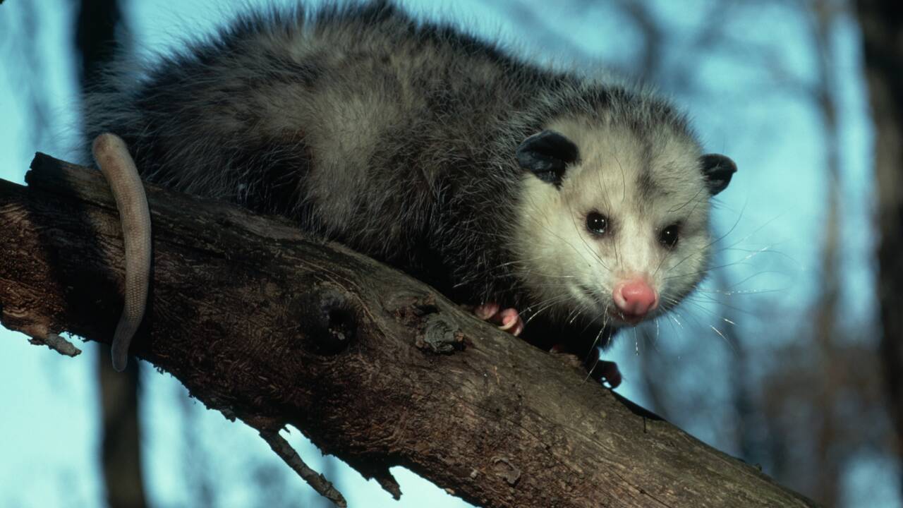 Un opossum remporte un concours vidéo en... poussant une moufette dans l'eau