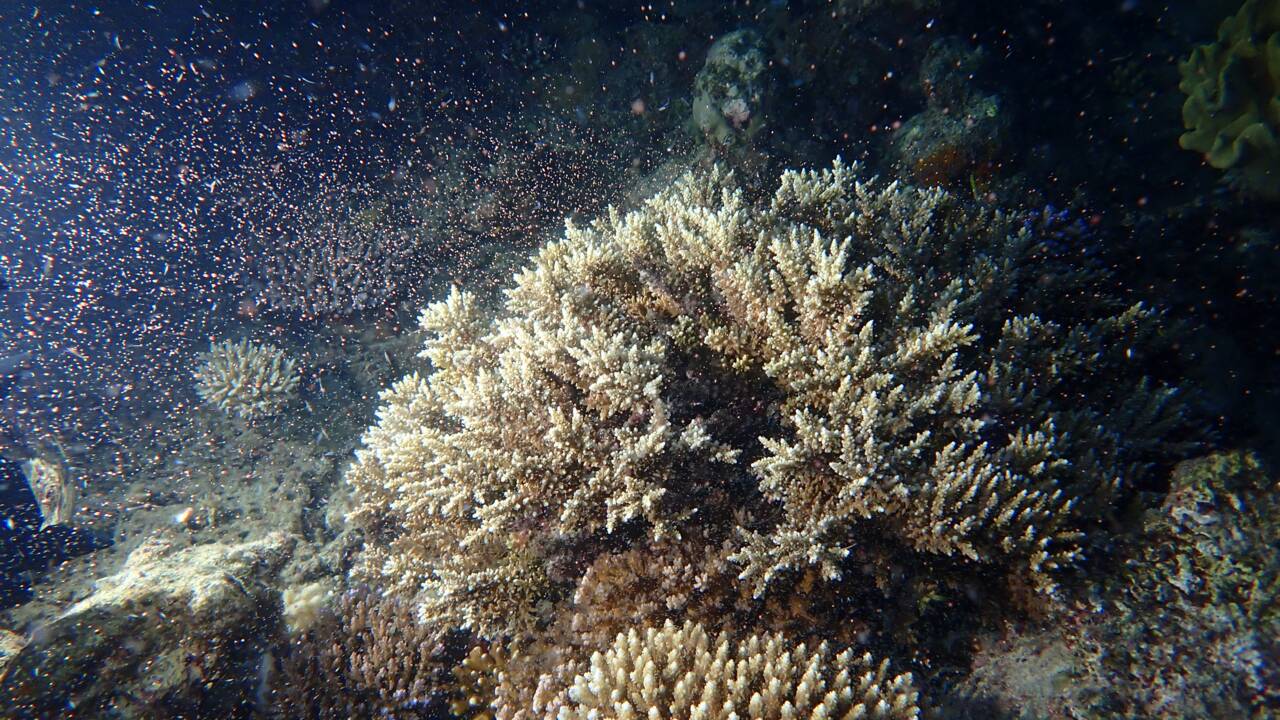 Australie : les images étonnantes de la reproduction des coraux de la Grande barrière