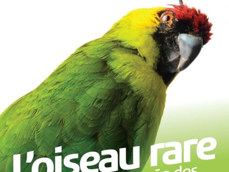 Musée des Confluences : une exposition sur les oiseaux rares
