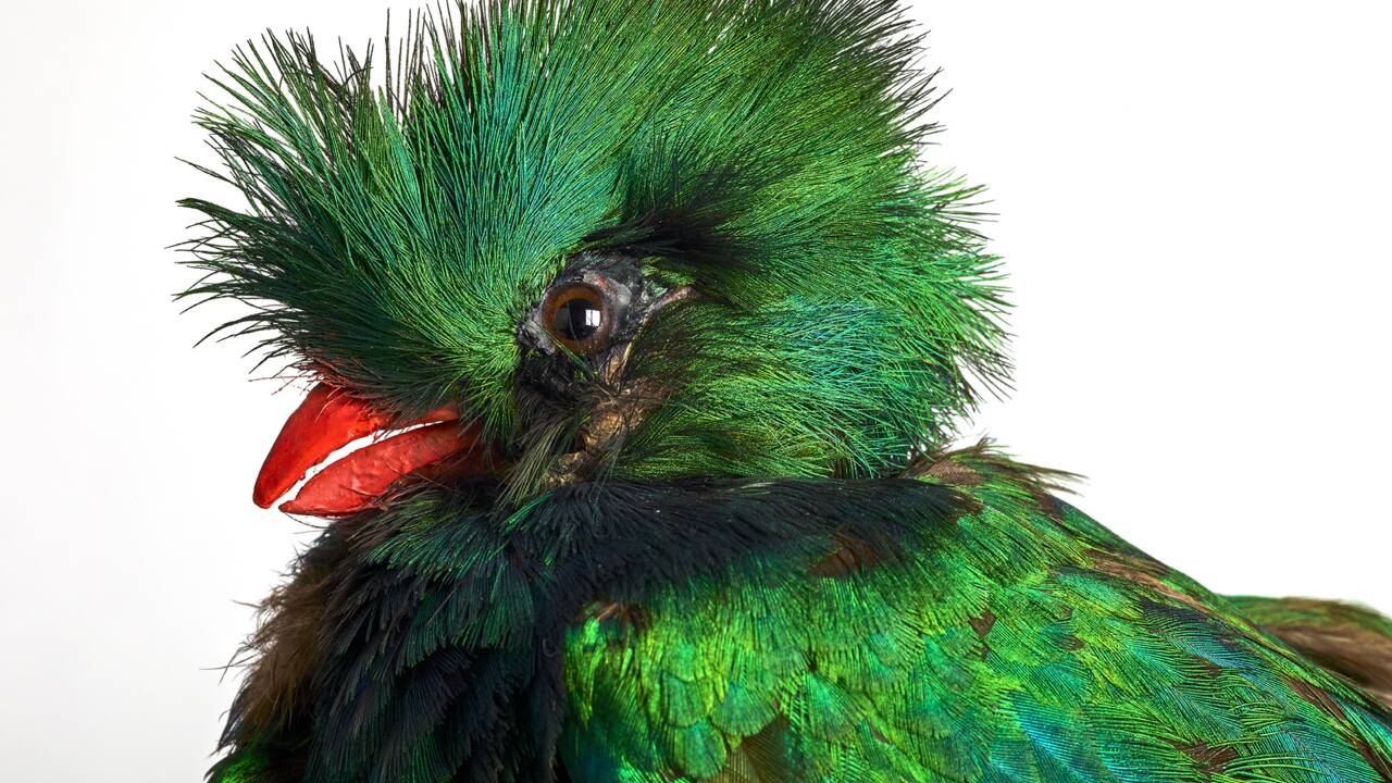 "L’Oiseau rare, de l’hirondelle au kakapo", une exposition sur la beauté fragile des oiseaux au Musée des Confluences