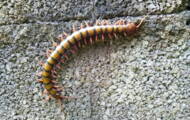 Les 5 infos à savoir sur la scolopendre