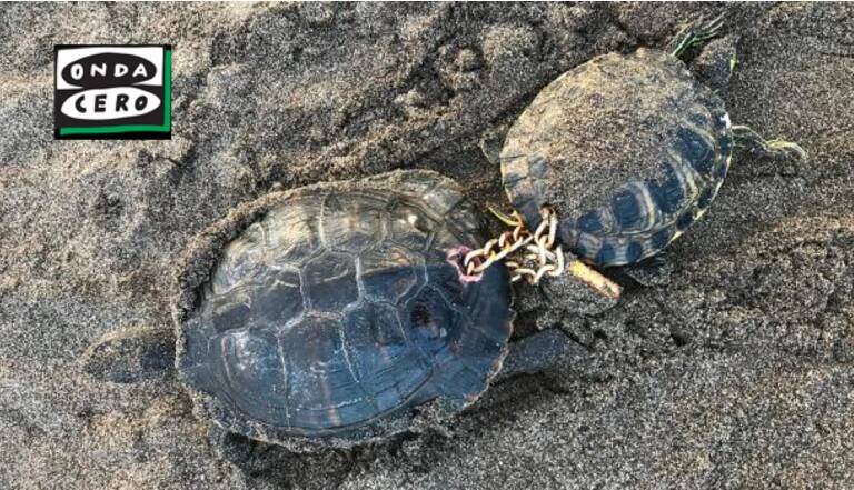 Deux Tortues Enchainees Par Un Cadenas Decouvertes Aux Canaries Geo Fr