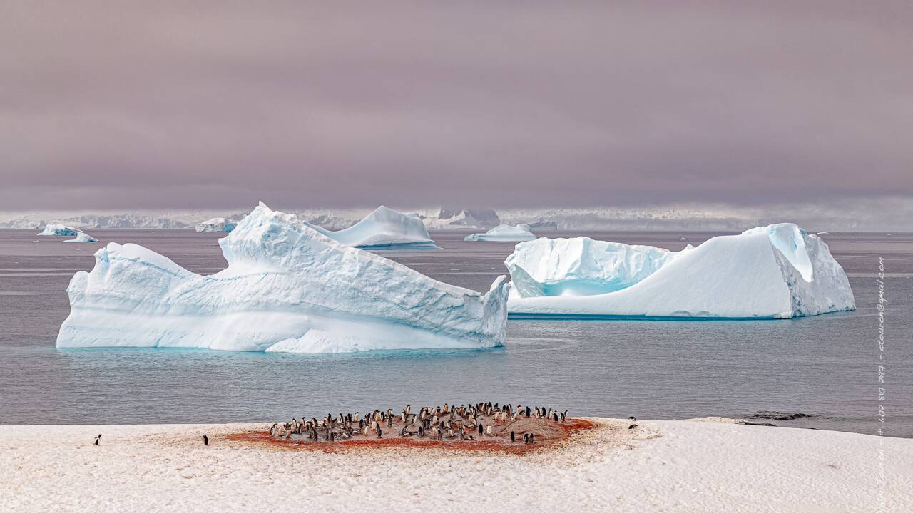 Souvenirs d'Antarctique : les images incroyables d'un voyage inoubliable